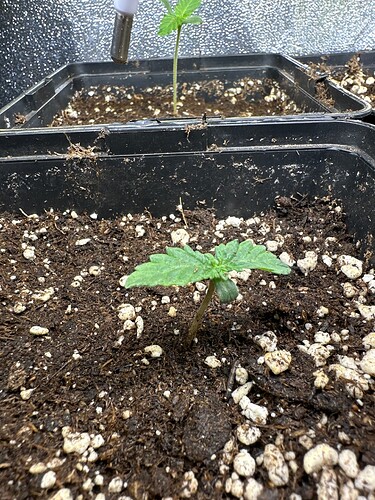 Growreport Bild 2
