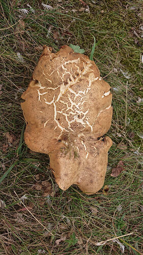 Pilz2