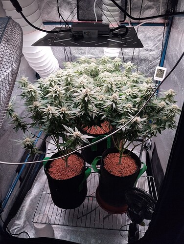 IMG_20250214_204536 - Kopie