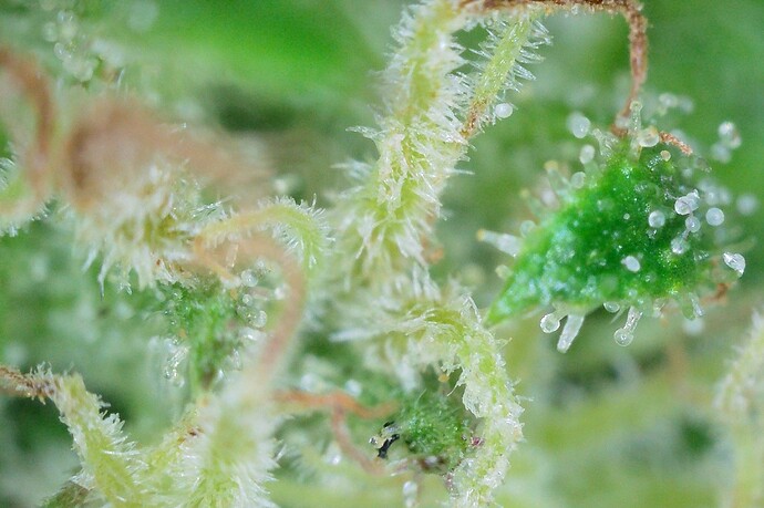 Grow25_1006_Trichome_MX_2