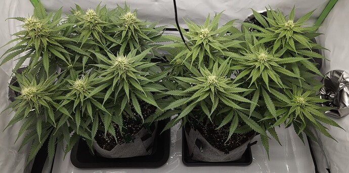 Growreport Bild 16