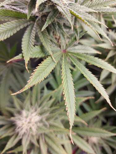 Growreport Bild 4
