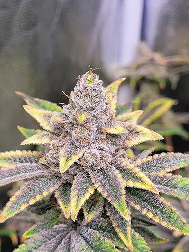 Growreport Bild 8