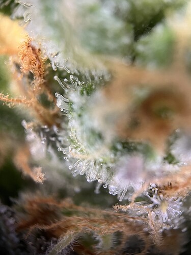 Growreport Bild 6
