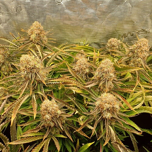Growreport Bild 6