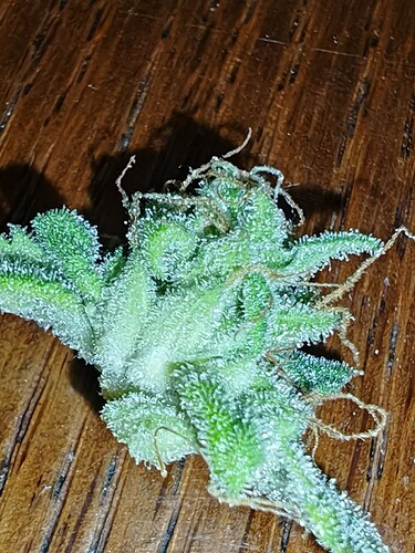 Growreport Bild 29