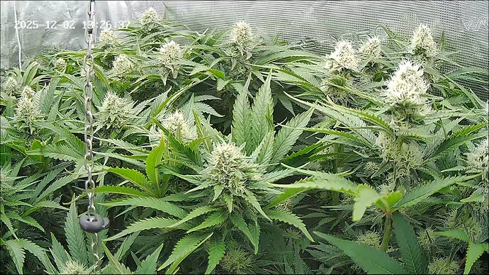 Growreport Bild 1