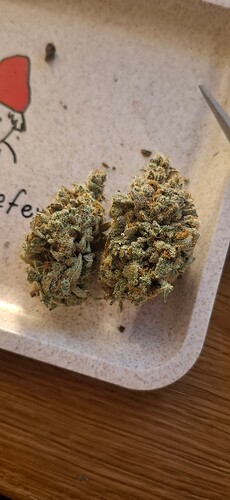 Growreport Bild 9