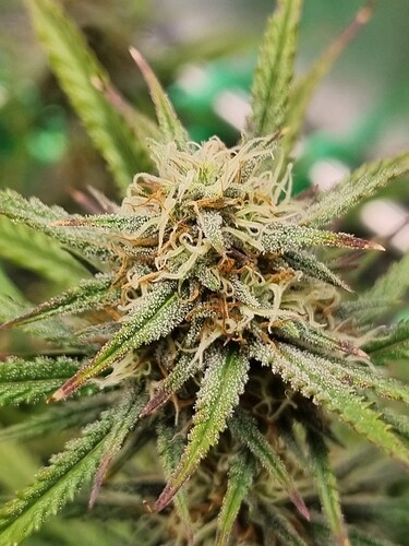 Growreport Bild 18