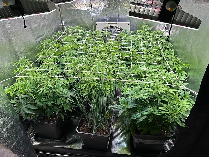Growreport Bild 34