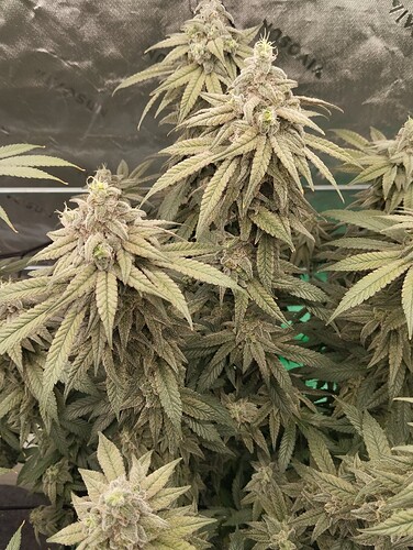 Growreport Bild 13