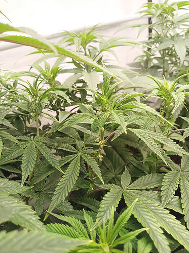 Growreport Bild 1