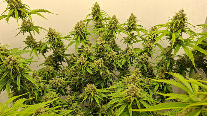 Growreport Bild 330