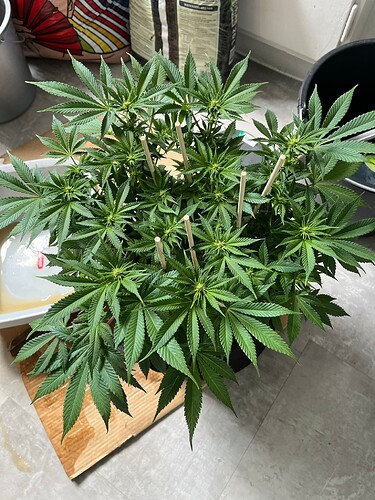 Cheese 4624 Defoliation Nebula BT15