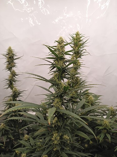 Growreport Bild 24