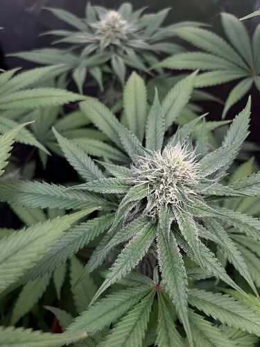 Growreport Bild 10
