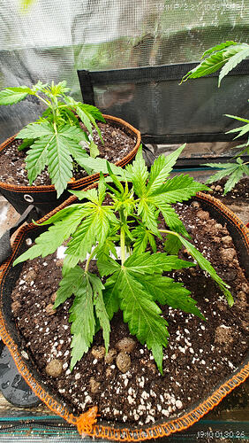 Growreport Bild 3