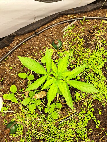 Growreport Bild 2