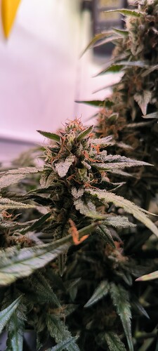 Growreport Bild 14