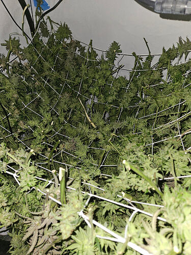 Growreport Bild 7