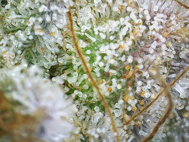 Growreport Bild 6