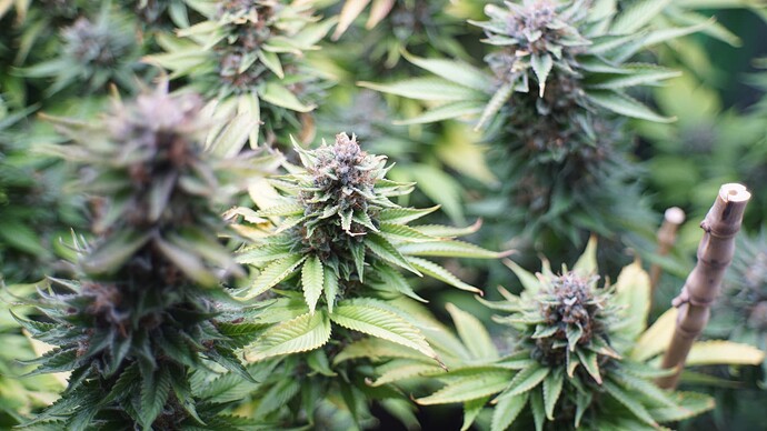 Growreport Bild 7