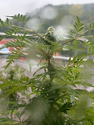 Growreport Bild 6