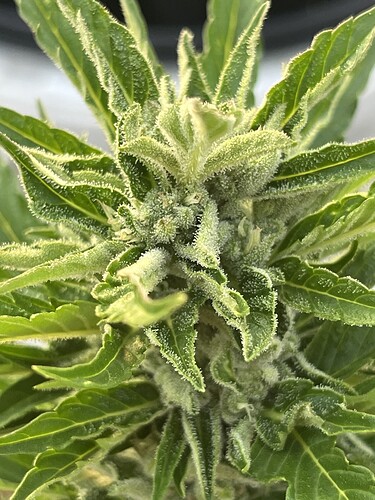 Growreport Bild 1