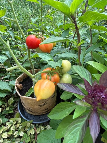 Growreport Bild 29
