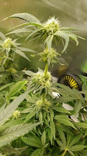 Growreport Bild 5