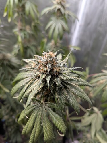 Growreport Bild 2