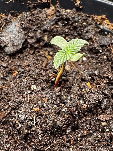 Growreport Bild 10