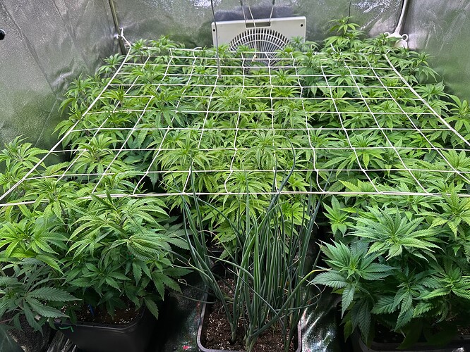Growreport Bild 38