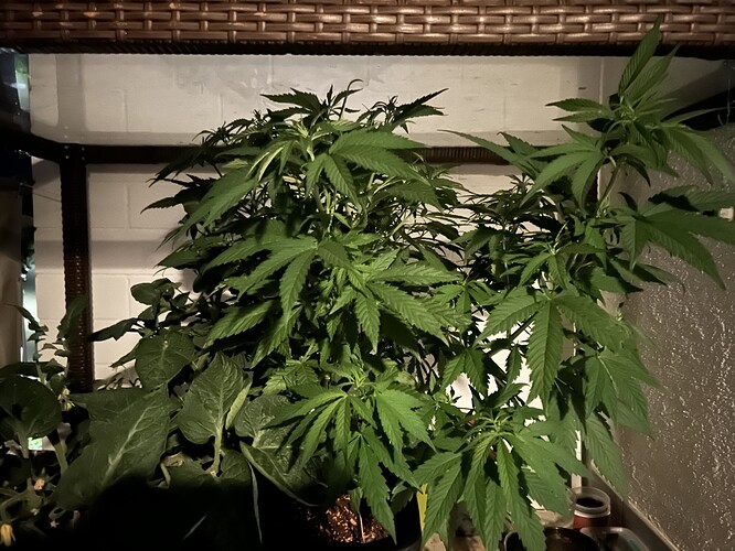 Growreport Bild 4