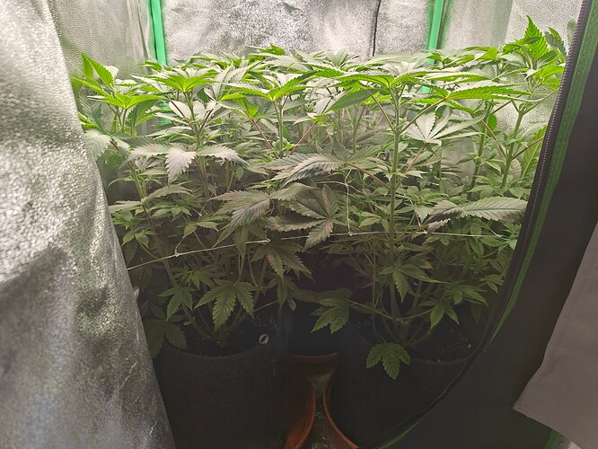 Growreport Bild 1