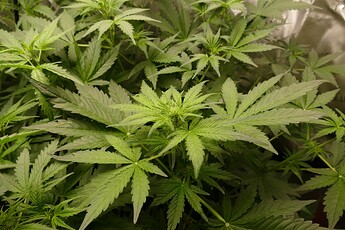 Growreport Bild 3