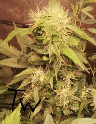 IMG_20250615_113536