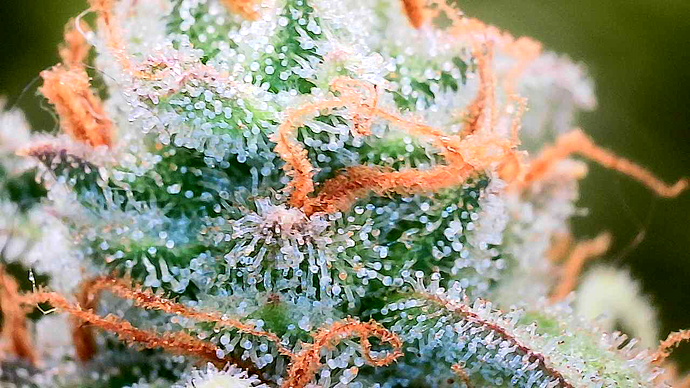 Growreport Bild 13