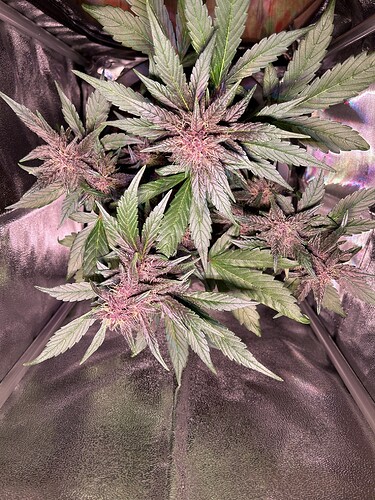 Growreport Bild 27