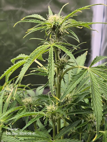 Growreport Bild 6