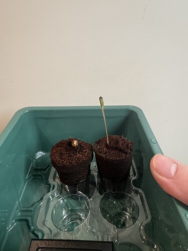 Growreport Bild 3