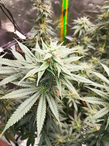 Growreport Bild 8