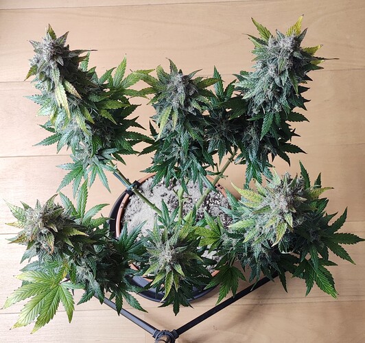 Growreport Bild 38