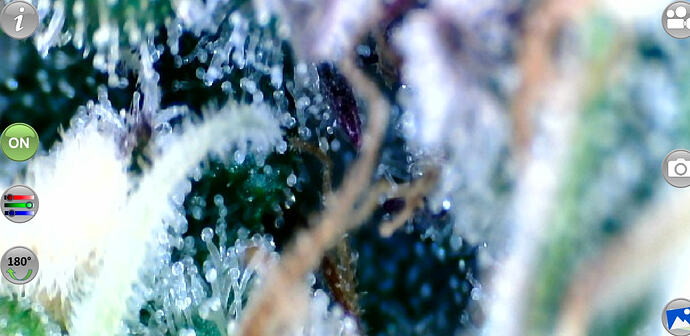 Growreport Bild 37