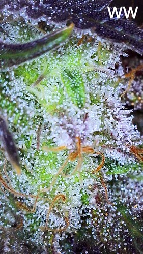 Growreport Bild 4
