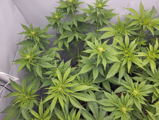 Growreport Bild 4