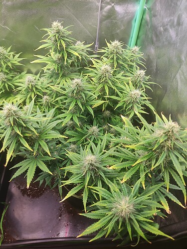 Growreport Bild 4