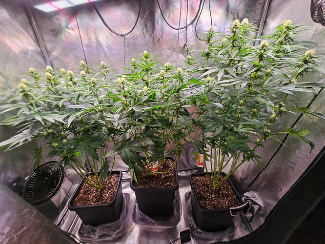 Growreport Bild 13