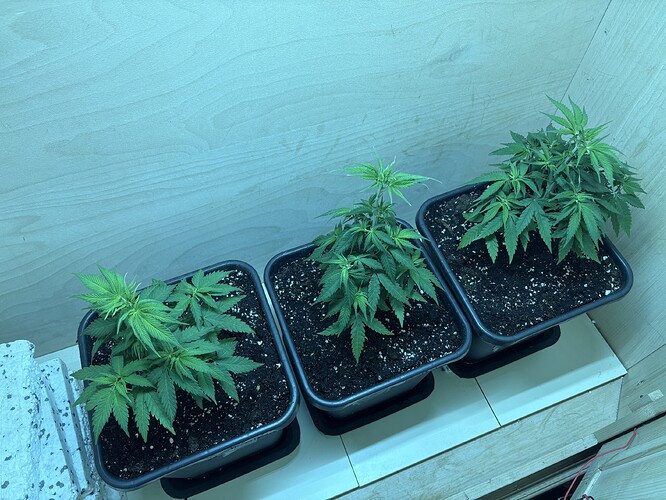 Growreport Bild 9