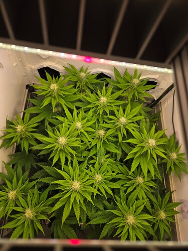 Growreport Bild 10
